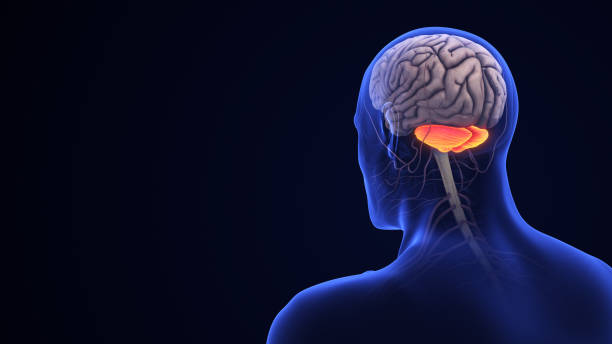 istock Human Brain Anatomy with Highlighted Cerebellum 2154402601