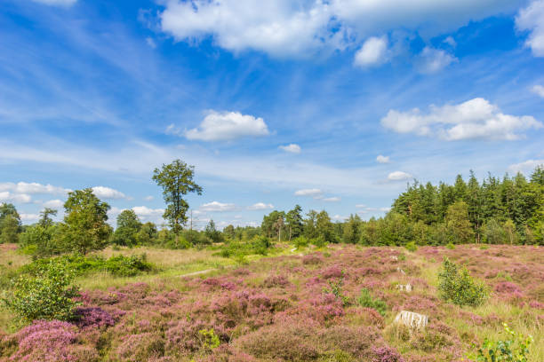 Blooming heather field Larixbos near Hardenberg