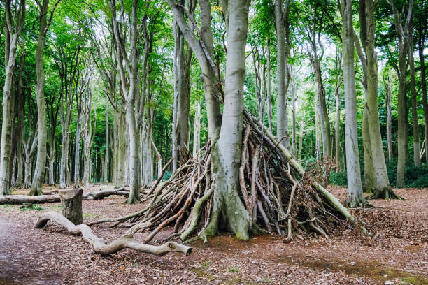 istock Tree Shelter in a Serene Forest in Germany 2154404544