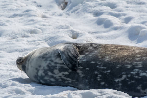 istock Weddell Seals near Mikkelsen Harbour 2154404719