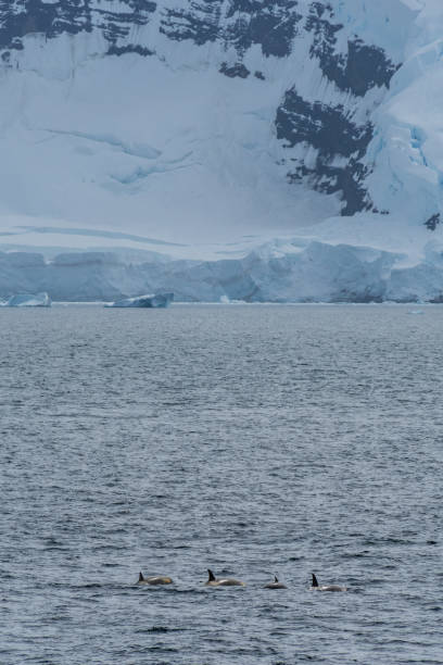 istock Killer whales in the Antarctic 2154404736
