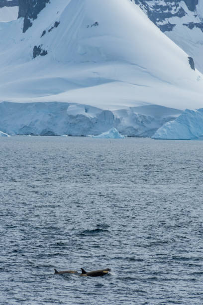 istock Killer whales in the Antarctic 2154404756