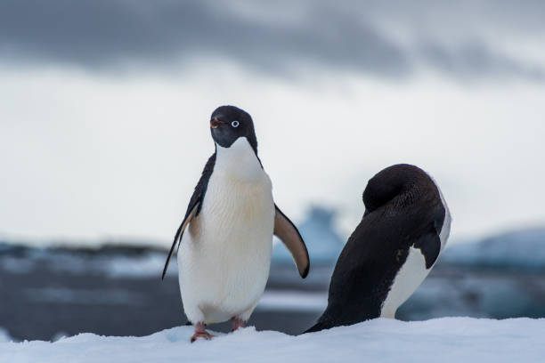 istock Adelie Penguin standing on an iceberg 2154404763