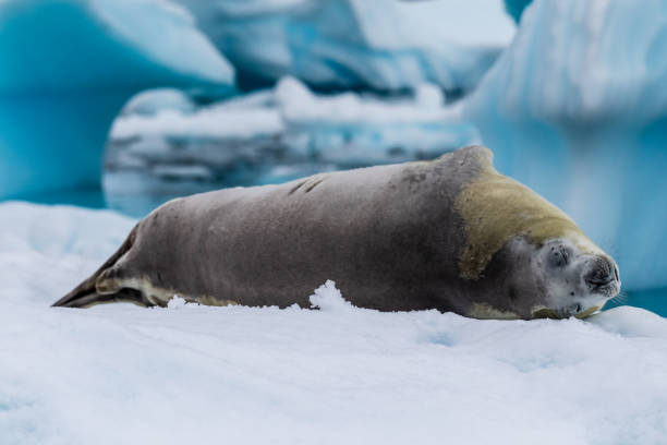 istock Crabeater Seal resting on a sheet of ice 2154404774