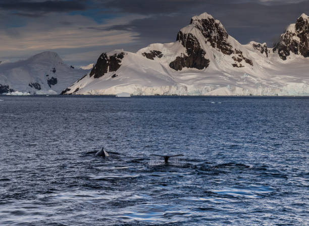 istock Antarctic landscape with diving humpback whales 2154404794