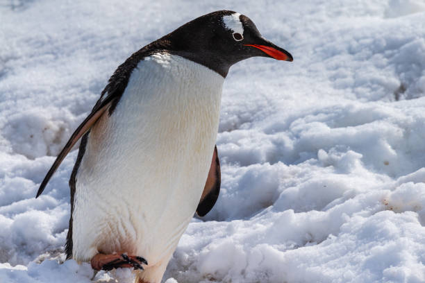 istock Close-up of a Gentoo Penguin on Trinity Island. 2154404809