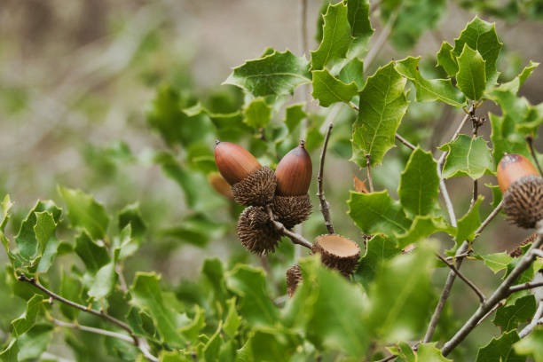 Kermes oak, Quercus coccifera, with acorns and leaves. This is the only oak species that grows as a bush