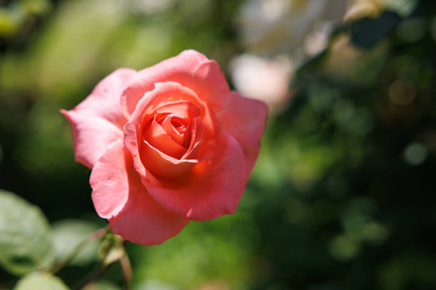 Beautiful blooming roses in the garden.