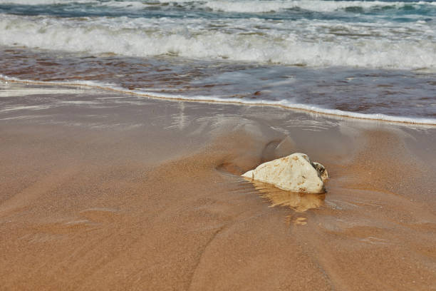 istock Seashore with stones and rolling waves against the background of a sky with clouds 2154406744