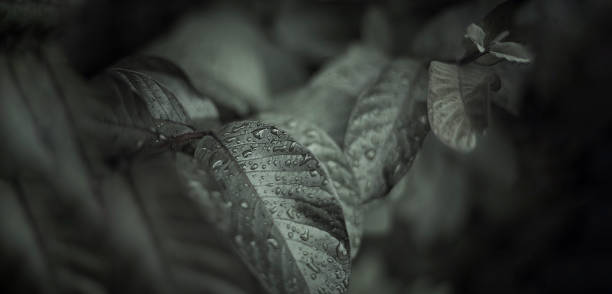 Monochrome sensor series: Nature themes. Macrophotography