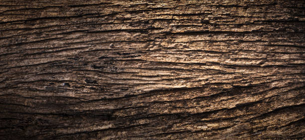 istock A dark brown bark background is used as the background image. 2154407323