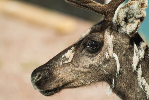 A close-up view of a Reindeers head, showcasing its features in sharp detail against a soft and blurred background. The deers fur, antlers, and expressive eyes are prominently displayed.