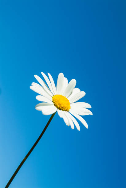 Daisies in garden.