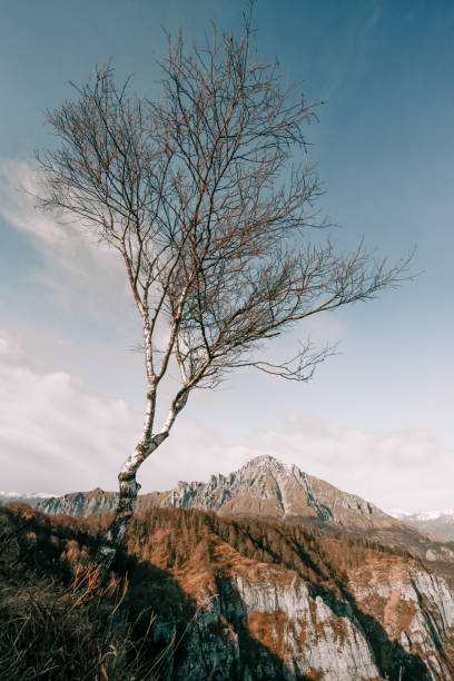 istock A barren tree facing the sky in a suggestive wide landscape with Grigna mountain in the back 2154408305