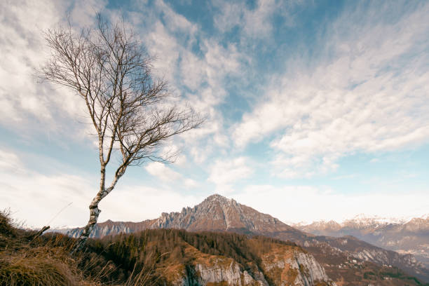 In the Province of Lecco a barren tree faces the sky and clouds with the Grigna mountain in front of it.