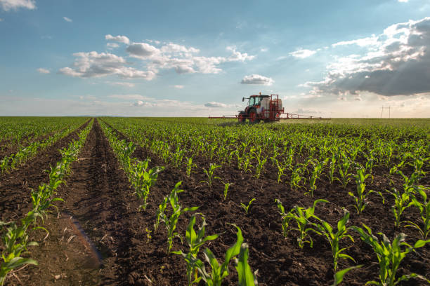 istock Green corn field in the sunset. 2154408820