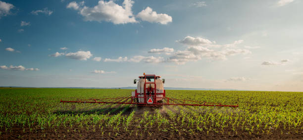istock Green corn field in the sunset. 2154408862