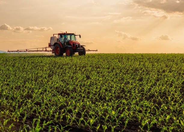 istock Green corn field in the sunset. 2154408937