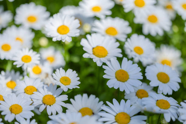 istock Daisy flower bloomed in the garden 2154409133