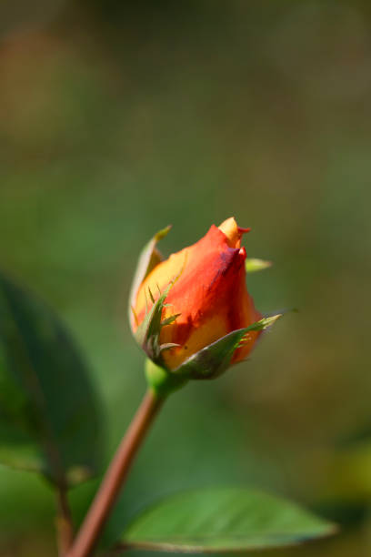 a close-up of red roses