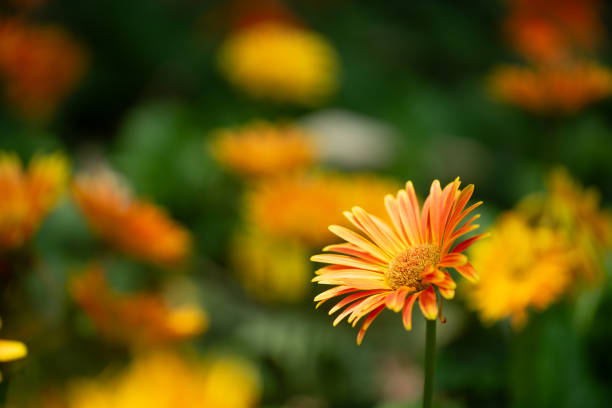 Close up gerbera flower in public park