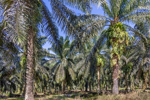 Frontal view into a palm oil plantation showing the different kinds op plants and grasses which has a life between the monoculture palm trees. The picture is taken in Sepilok in the north eastern part of Borneo.