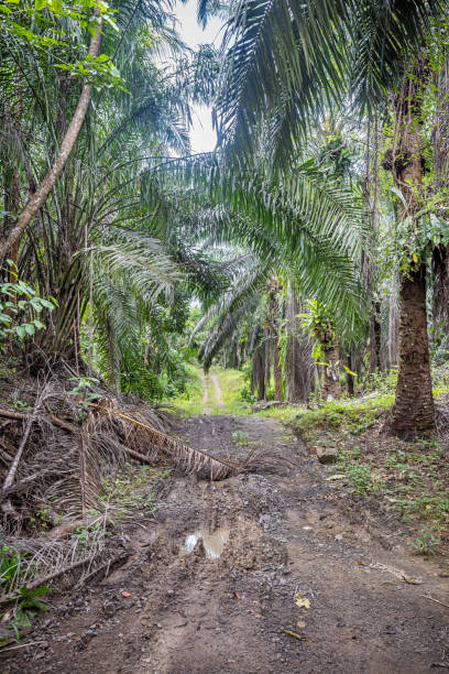 istock Dirt road through a palm oil plantation 2154410321