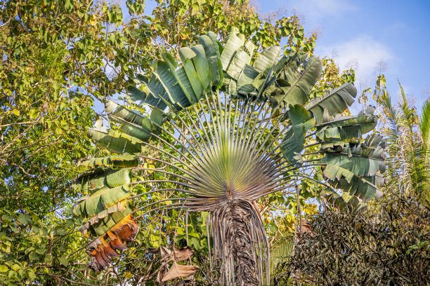Ravinala palm, Ravenala madagascariensis also known as the traveler's tree or fan palm. The picture is taken in a park in Sepilok in the north eastern part of Borneo.