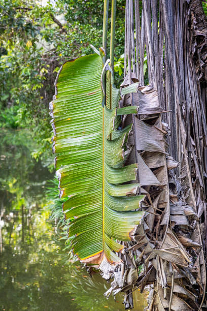 Ravinala palm, Ravenala madagascariensis also known as the traveler's tree or fan palm. The picture is taken in a park in Sepilok in the north eastern part of Borneo.
