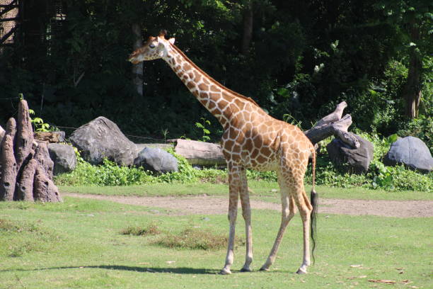 istock Long neck giraffe yellow and brown spots 2154410989