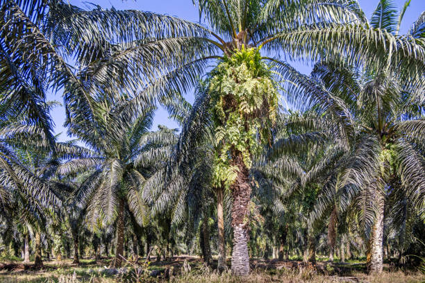 Frontal view into a palm oil plantation showing the different kinds op plants and grasses which has a life between the monoculture palm trees. The picture is taken in Sepilok in the north eastern part of Borneo.