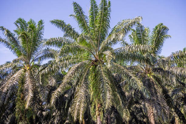 Frontal view into a palm oil plantation showing the different kinds op plants and grasses which has a life between the monoculture palm trees. The picture is taken in Sepilok in the north eastern part of Borneo.