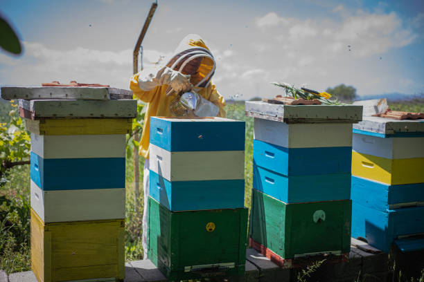 Harvesting, the beekeeper works in the apiary