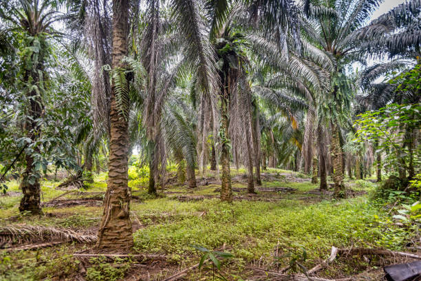 Frontal view into a palm oil plantation showing the different kinds op plants and grasses which has a life between the monoculture palm trees. The picture is taken in Sepilok in the north eastern part of Borneo.
