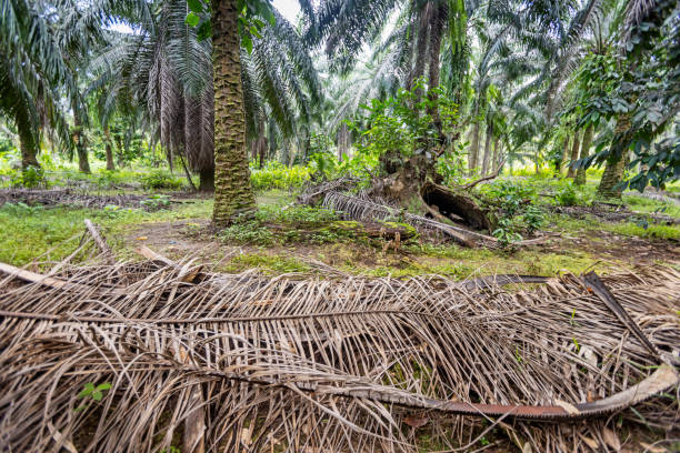 istock Frontal view into a palm oil plantation 2154411373