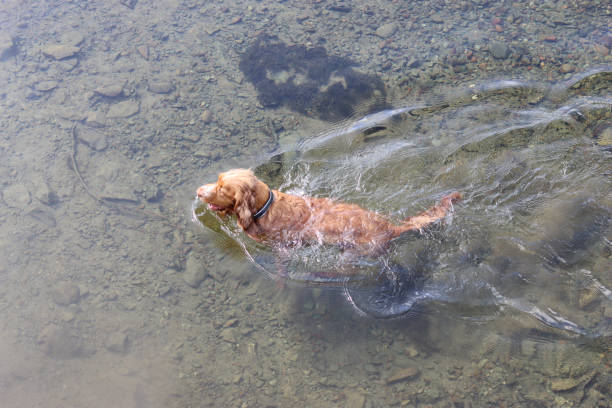 Dog swimming through a shallow clear river