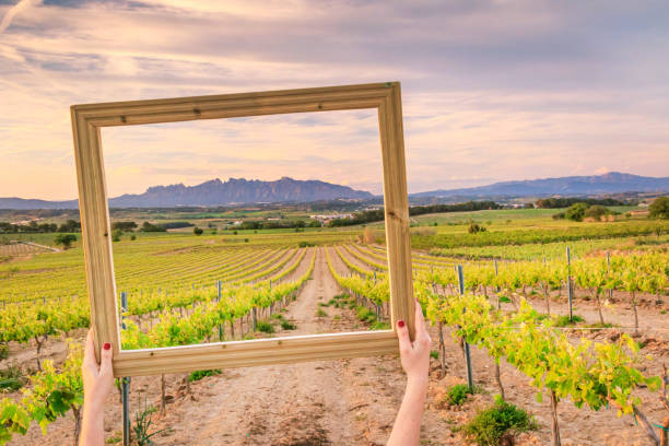 istock Vineyards in Penedes region 2154413948