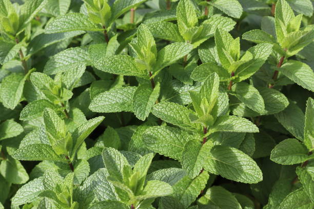 istock Wild mint (Mentha arvensis) leaves with coarsely serrated margin : (pix Sanjiv Shukla) 2154414079