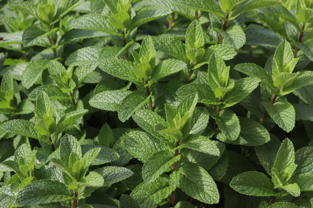 istock Wild mint (Mentha arvensis) leaves with coarsely serrated margin : (pix Sanjiv Shukla) 2154414084