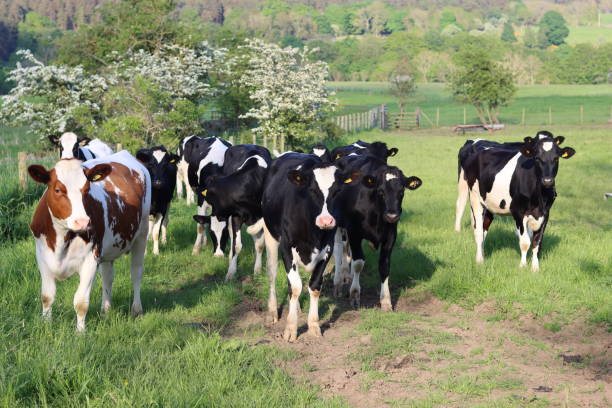 istock Herd of cows in sunshine in a meadow 2154414101