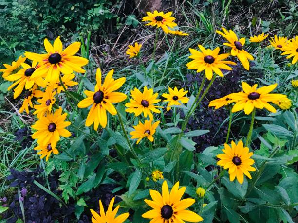 istock Yellow wildflowers in forest 2154414194
