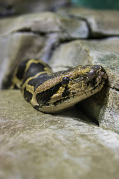270+ Anaconda Face Closeup Stock Photos, Pictures & Royalty-Free Images ...