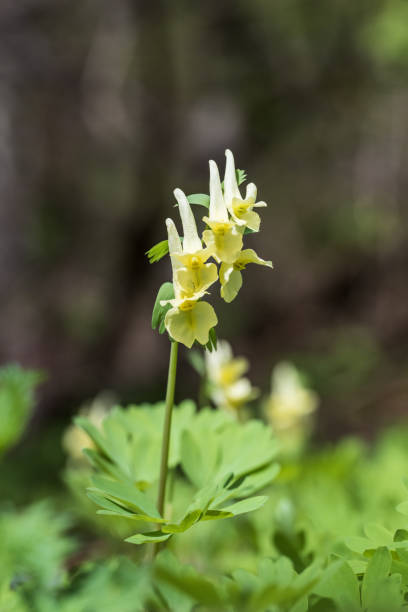 istock Corydalis cava flower in bloom in spring forest. 2154414460
