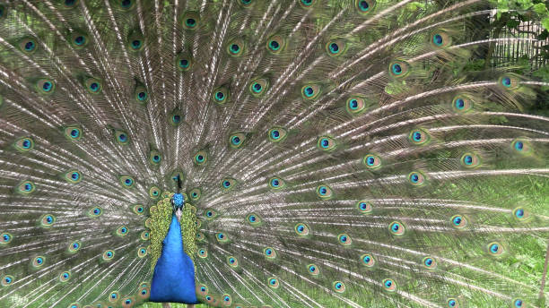 istock peacock cartwheeling close-up 2154414662