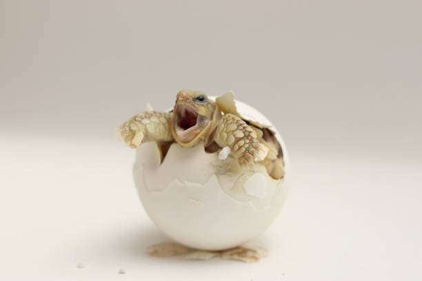 istock Africa spurred tortoise being born, Tortoise Hatching from Egg 2154415038