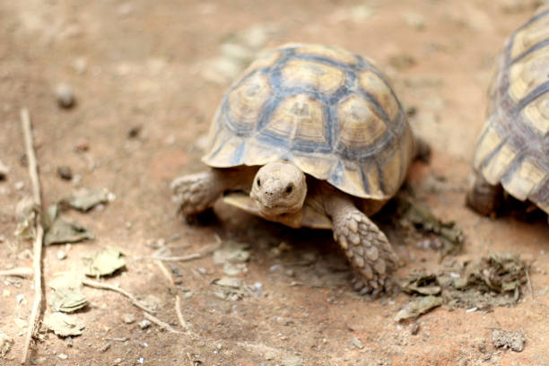 istock African Sulcata Tortoise Natural Habitat 2154415076