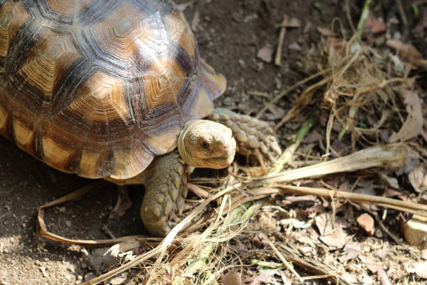 istock African Sulcata Tortoise Natural Habitat 2154415134