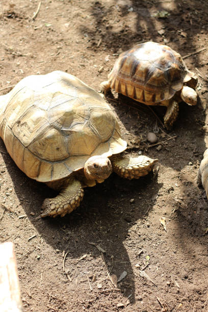istock African Sulcata Tortoise Natural Habitat 2154415164