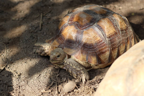 istock African Sulcata Tortoise Natural Habitat 2154415189