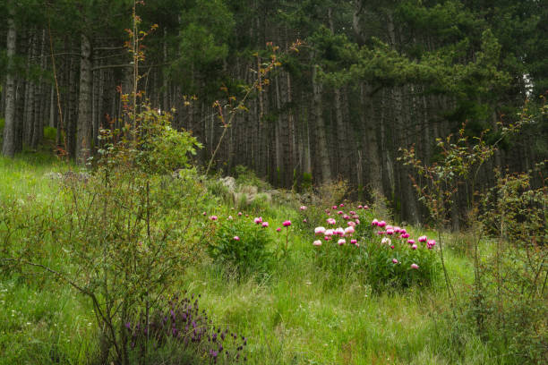 spring mountain landscape on a sunny clear day in the sierra de guadarrama mountains near madrid in spain
